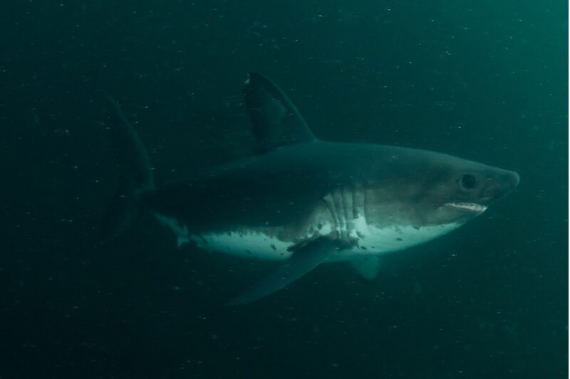 WHAT YOU NEED TO KNOW ABOUT SALMON SHARKS IN ALASKA