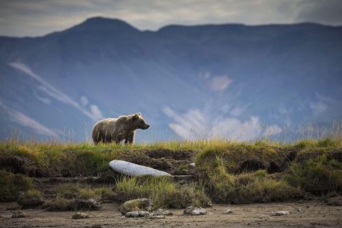 GUIDELINES FOR WILDLIFE VIEWING IN ALASKA